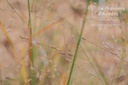 Panicum virgatum 'Rotstrahlbusch'