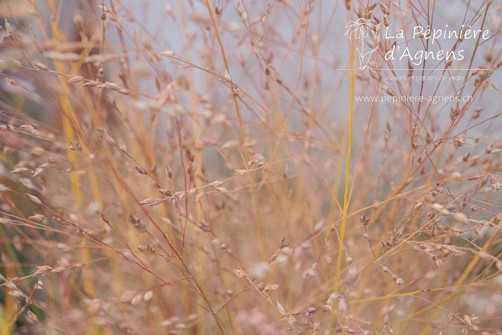 Panicum virgatum 'Shenandoah'