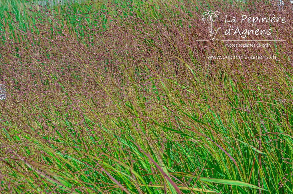 Panicum virgatum 'Squaw'