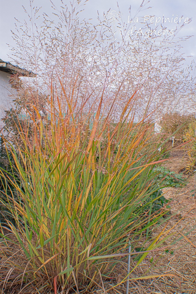 Panicum virgatum 'Squaw'