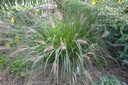 Pennisetum alopecuroides 'Cassian'