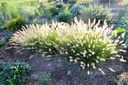 Pennisetum alopecuroides 'Hameln'