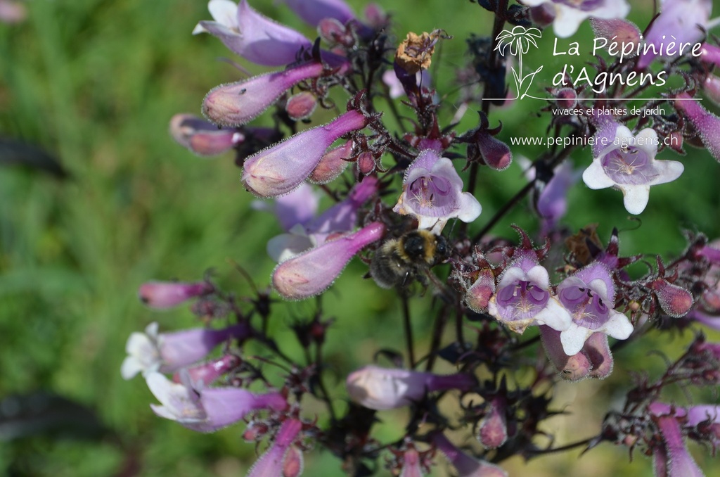 Penstemon digitalis 'Dark Tower'