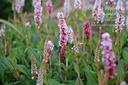 Persicaria affinis 'Superbum'