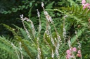 Persicaria amplexicaulis 'Alba'