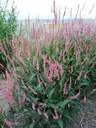 Persicaria amplexicaulis 'Pink Elephant'