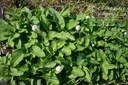 Persicaria bistorta 'Superba'