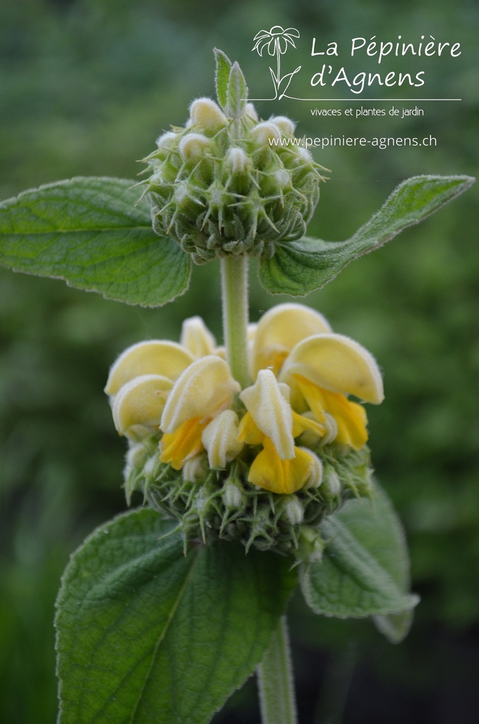 Phlomis russeliana