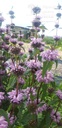 Phlomis tuberosa 'Amazone'