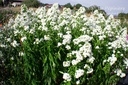 Phlox paniculata 'Casablanca'