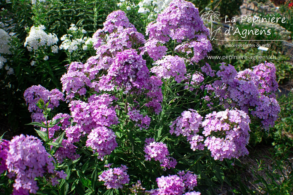 Phlox paniculata 'Hesperis'