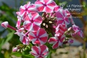 Phlox paniculata 'Peppermint Twist'