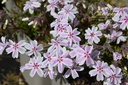 Phlox subulata 'Candy Stripes'