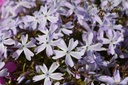 Phlox subulata 'Emerald Cushion Blue'