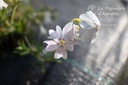 Phlox subulata 'Maischnee'