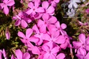 Phlox subulata 'Mc Daniel's Cushion'