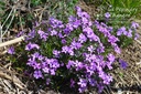 Phlox subulata 'Purple Beauty'