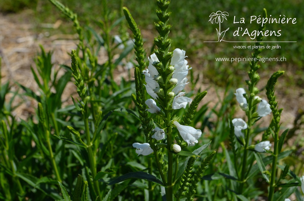 Physostegia virginiana 'Summer Snow'