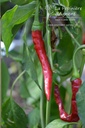 Piment de Cayenne