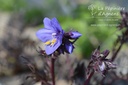 Polemonium hybride 'Bressingham Purple'