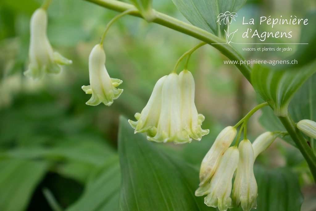 Polygonatum commutatum