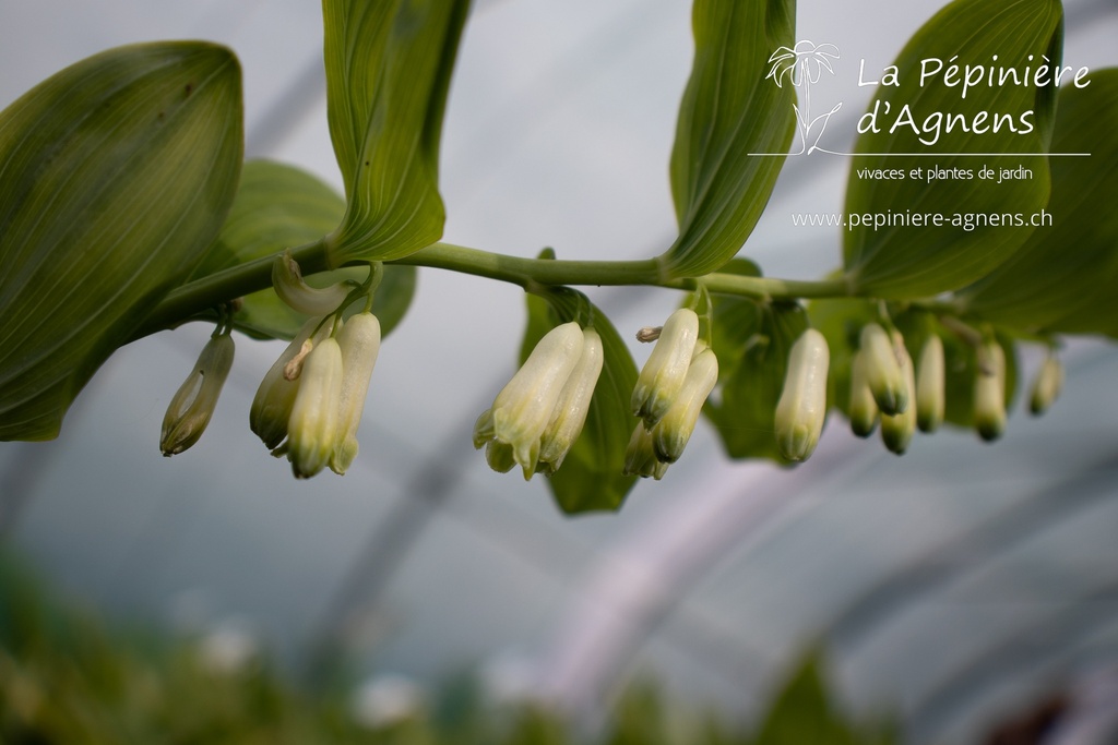 Polygonatum multiflorum