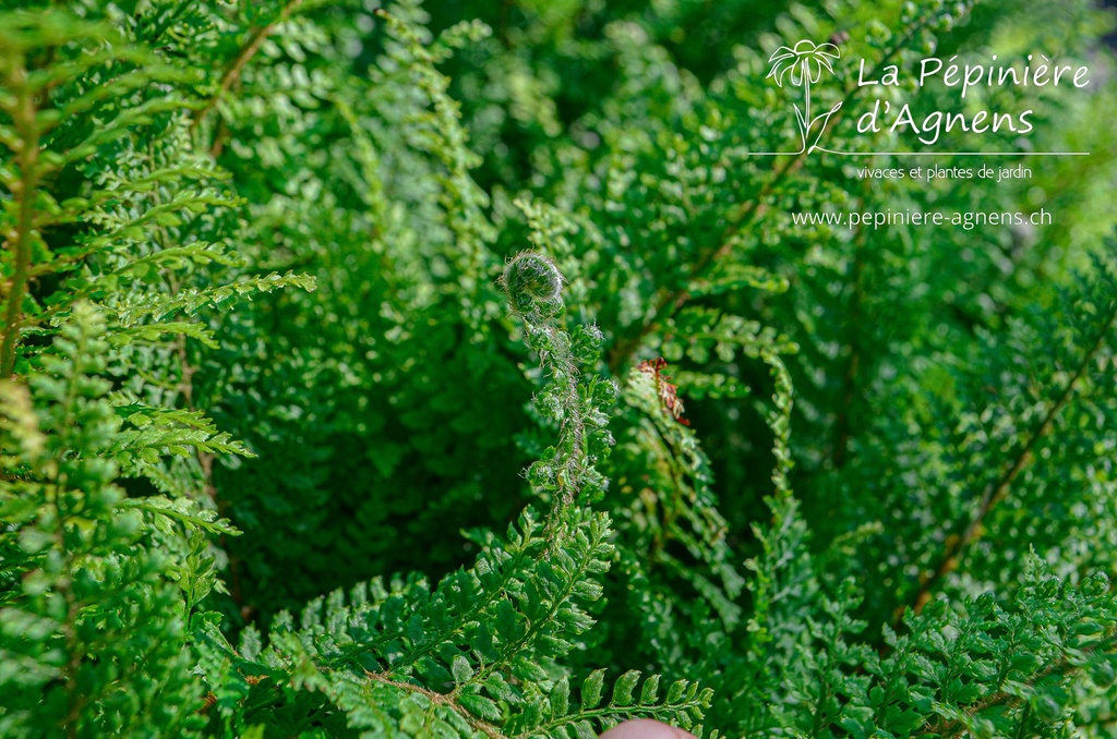 Polystichum setiferum 'Plumosum Densum'