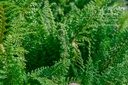 Polystichum setiferum 'Plumosum Densum'