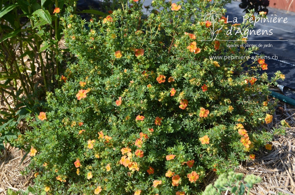 Potentilla fruticosa 'Red Ace'