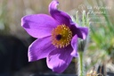 Pulsatilla vulgaris