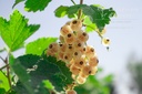 Ribes (3) rubrum 'Blanc de Versailles'