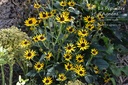 Rudbeckia fulgida 'Little Goldstar'