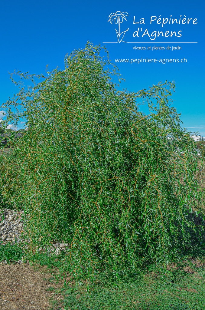 Salix erythroflexuosa