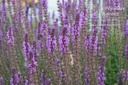 Salvia nemorosa 'Amethyst'