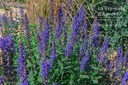 Salvia nemorosa 'Blauhügel'