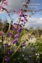 Salvia pratensis