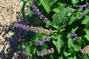 Salvia verticillata 'Hanney's Blue'