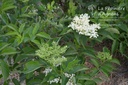 Sambucus nigra 'Haschberg'