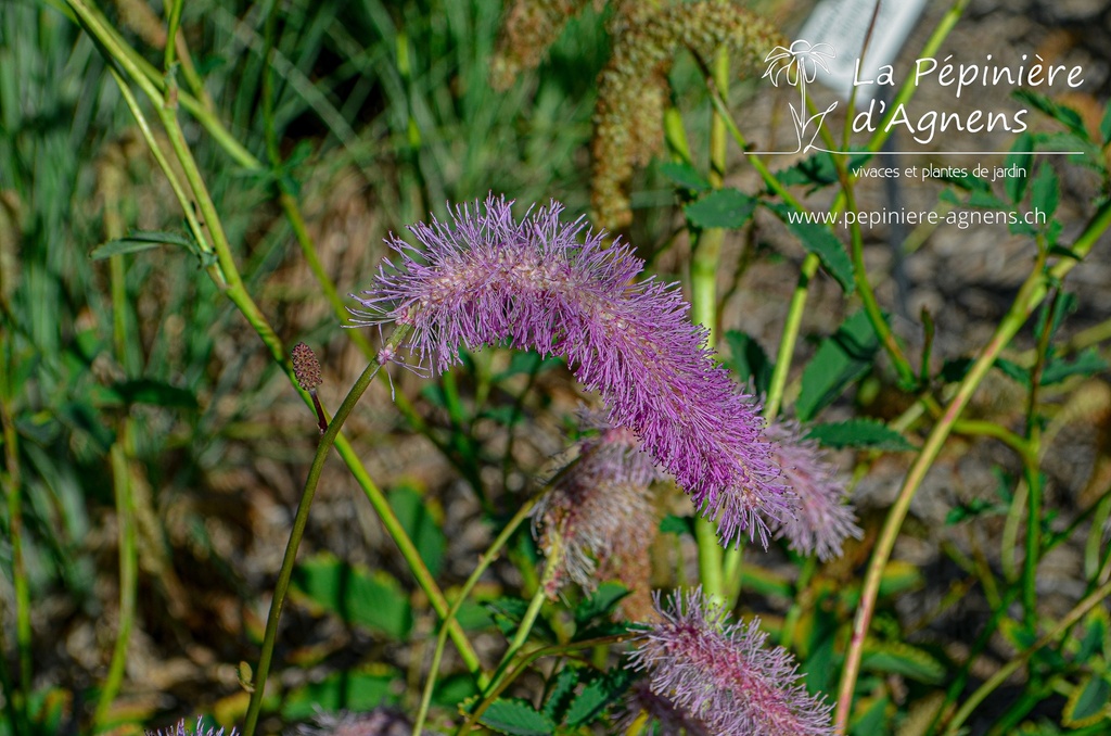 Sanguisorba hybride 'Lilac Squirrel'