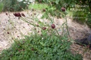 Sanguisorba officinalis 'Tanna'