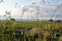 Sanguisorba tenuifolia 'Alba'