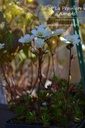 Saxifraga arendsii (x) 'Adebar'