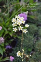 Saxifraga paniculata