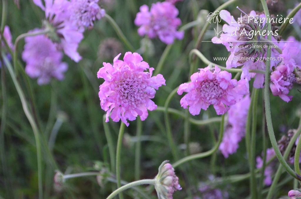 Scabiosa columbaria 'Pincushion Pink'