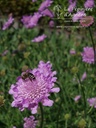 Scabiosa columbaria 'Pink Mist'