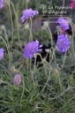 Scabiosa japonica var. alpina