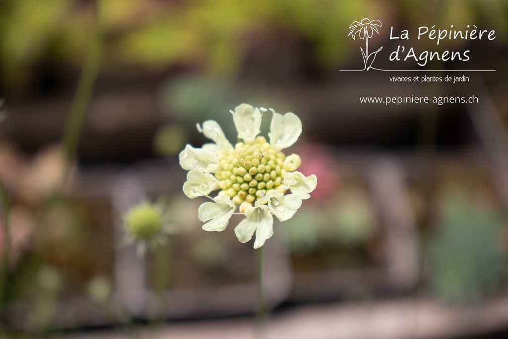 Scabiosa ochroleuca 'Moon Dance'