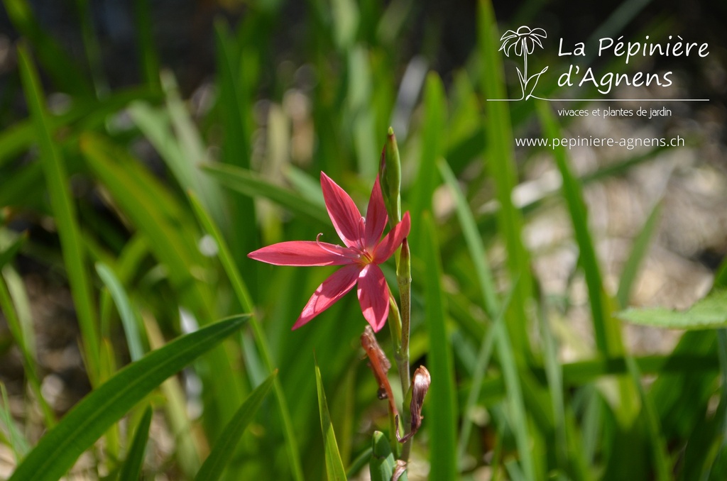 Schizostylis coccinea