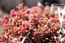 Sedum album 'Murale'