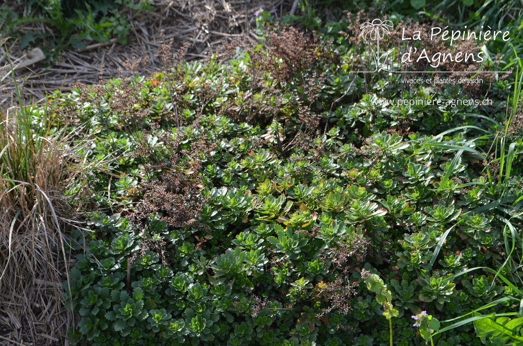 Sedum floriferum 'Weihenstephaner Gold'